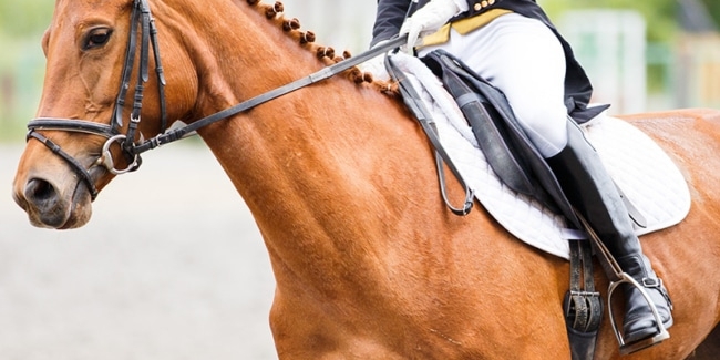 Equestrian
